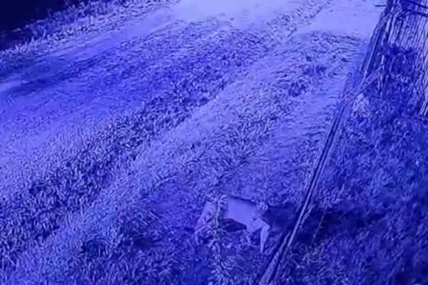 ALERTA EN PILAR POR LA PRESENCIA DE UN PUMA EN ZONA DE BARRIO PRIVADO