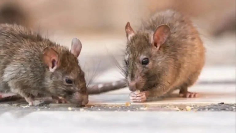 HANTAVIRUS EN LA PROVINCIA: CONFIRMAN UNA NUEVA MUERTE EN ARRECIFES Y YA SON CINCO LAS VÍCTIMAS